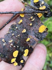 Lachnellula