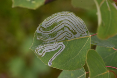 Phyllocnistis populiella