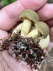 Pseudoboletus parasiticus