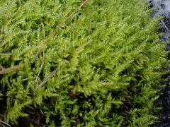 Kindbergia praelonga