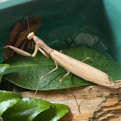 Mantis religiosa