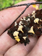 Lachnellula