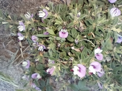 Kummerowia stipulacea