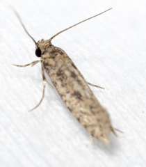 Cephitinea obscurostrigella