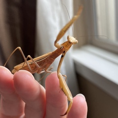 Mantis religiosa