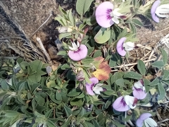 Kummerowia stipulacea