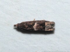 Eucosma parmatana