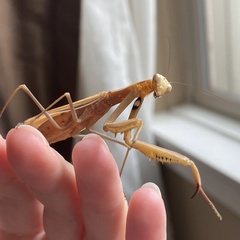 Mantis religiosa