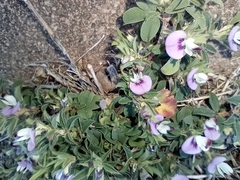 Kummerowia stipulacea