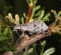 Ericydeus lautus