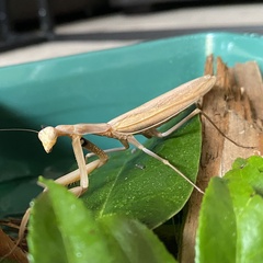Mantis religiosa