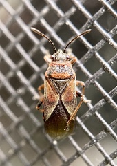 Arocatus melanocephalus