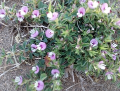 Kummerowia stipulacea