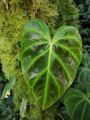 Philodendron verrucosum