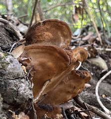 Fuscoporia