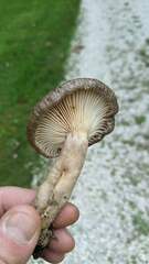 Cantharellula umbonata