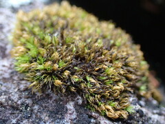 Schistidium maritimum