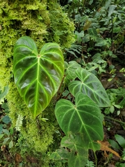 Philodendron verrucosum