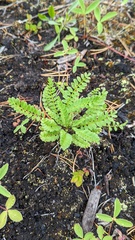 Polemonium pulcherrimum