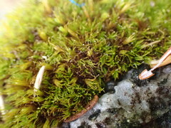 Schistidium maritimum