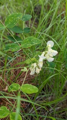Lathyrus ochroleucus