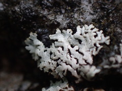 Physcia caesia