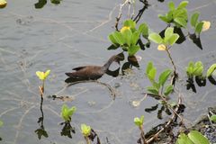 Anas bahamensis galapagensis