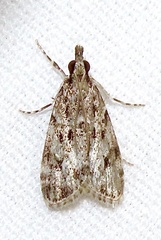 Scoparia basalis