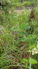 Lathyrus ochroleucus