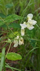 Lathyrus ochroleucus