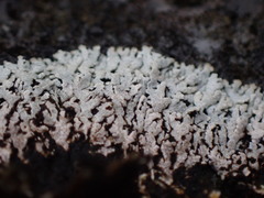 Physcia caesia
