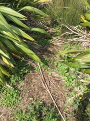 Hydrocotyle umbellata