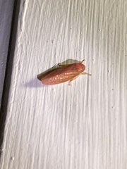 Gyponana gladia
