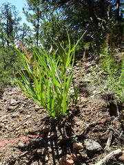 Asclepias asperula