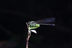 Heliocypha perforata