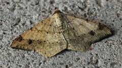 Psamatodes abydata