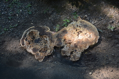Pseudoinonotus