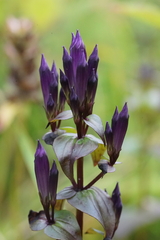 Gentianella quinquefolia