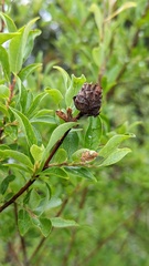 Rabdophaga strobiloides