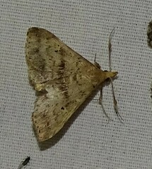 Renia discoloralis