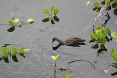Anas bahamensis galapagensis