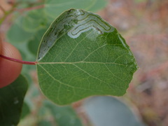 Phyllocnistis populiella