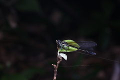 Heliocypha perforata