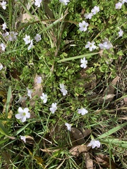 Oxalis incarnata