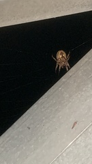 Larinioides patagiatus