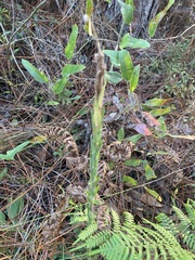 Carphephorus paniculatus