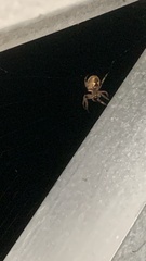 Larinioides patagiatus