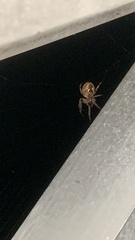 Larinioides patagiatus