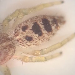 Hentzia mitrata