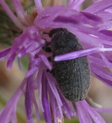 Larinus obtusus